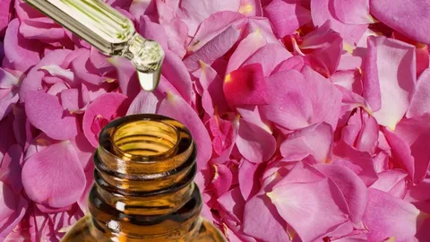 گلاب ربیع درجه یک با خلوص کامل و عطر مطبوع